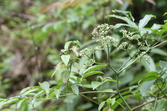 Leea indica